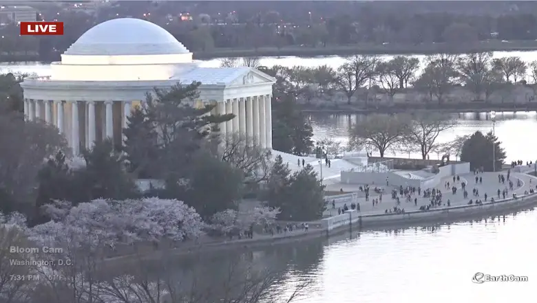 Cherry Blossom Earthcam