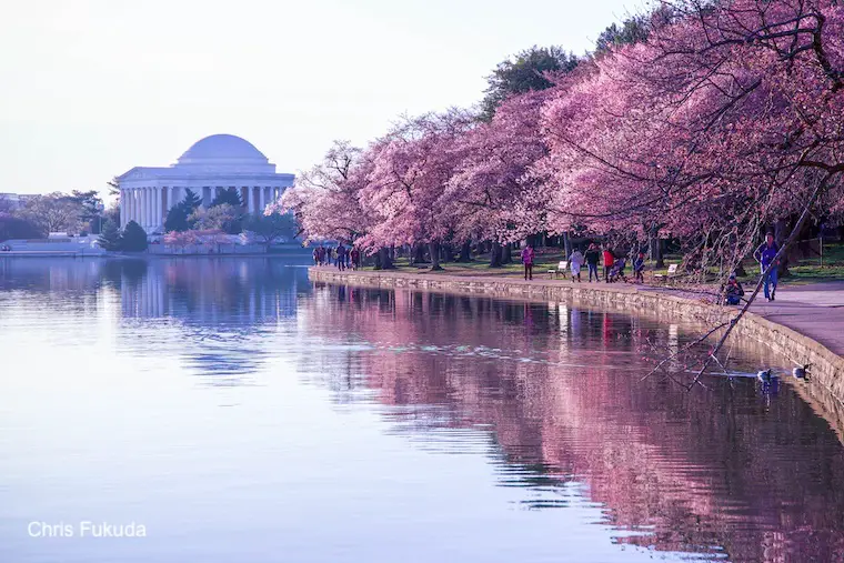 Washington DC Cherry Blossoms Jefferson Memorial