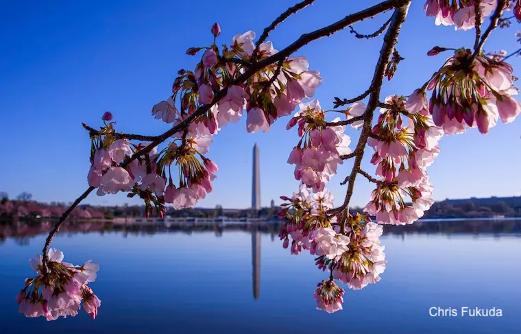 Washington DC Cherry Blossoms Washington Momument