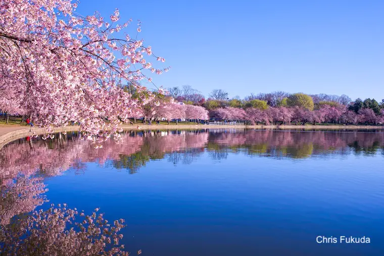 Washington DC Cherry Blossoms March 21