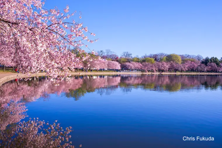 2023 Washington DC Cherry Blossom Peak Bloom Forecasts