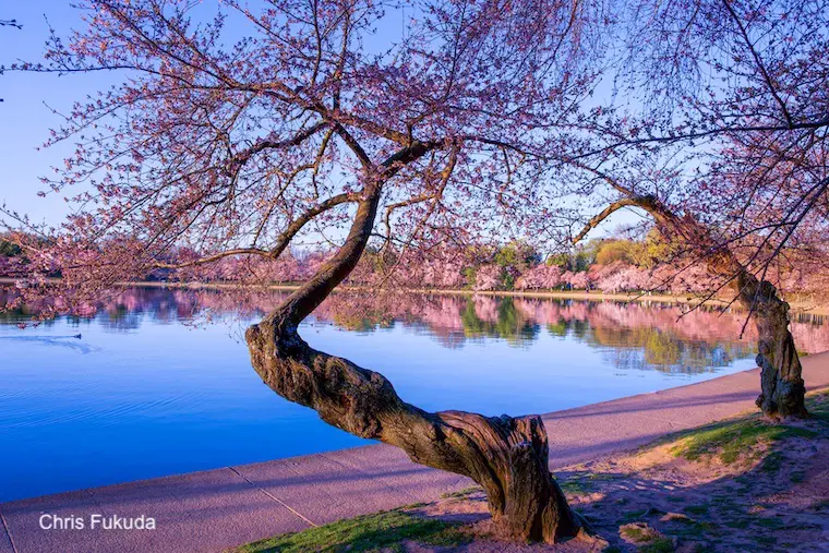 Washington DC Cherry Blossoms Tidal Basin