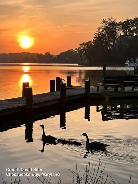 Chesapeake Bay Sunset ducks David Sites