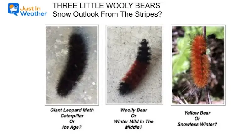 Winter Outlook Woolly Bear Caterpillar Stripes and Snow