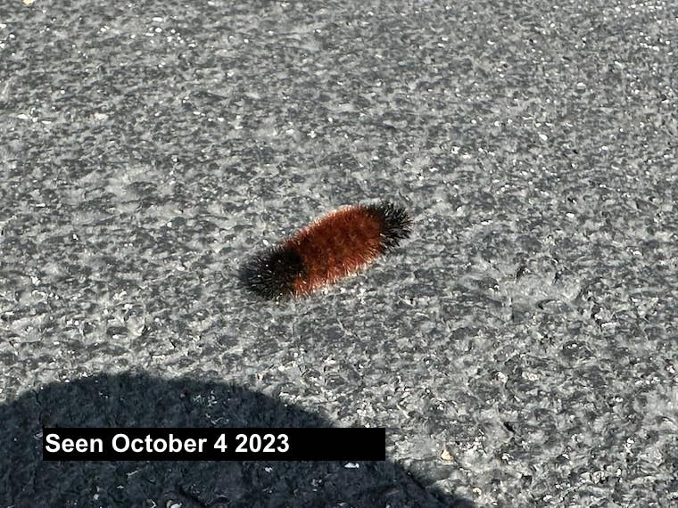 Wooly Bear Caterpillar October 2023