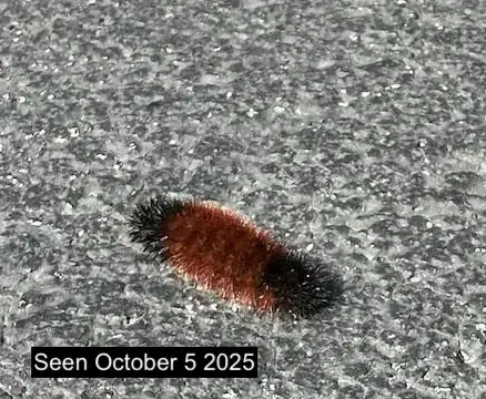 woolly bear caterpillar 2025
