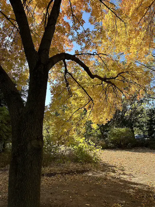 October autumn fall leaves Philadelphia 