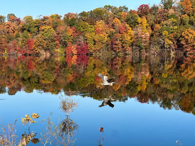 October peak fall foliage Lake Redman blue heron